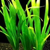 Vallisneria giant jungle