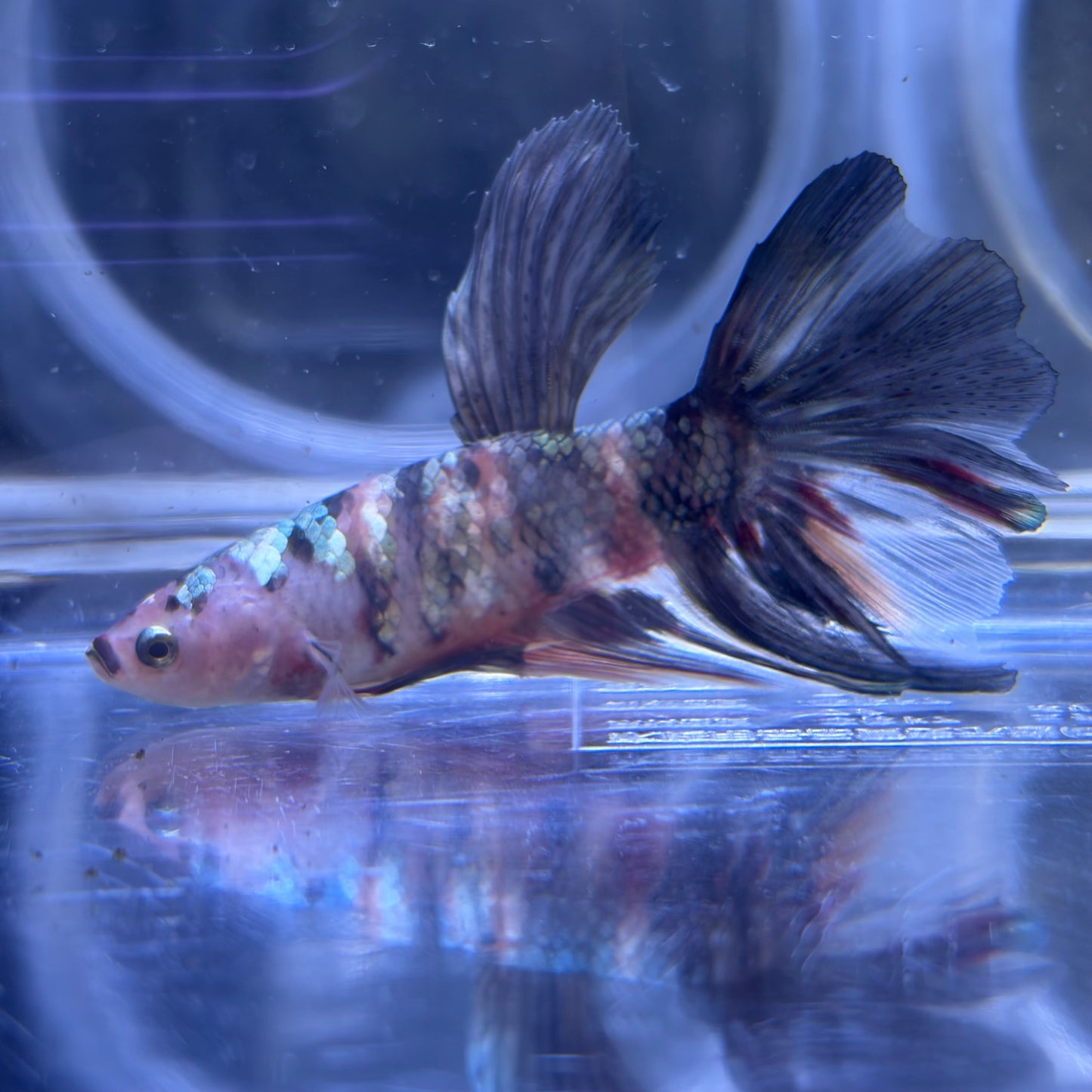 Giant Halfmoon Multicolour/Koi Male Betta 5-6cm (A)