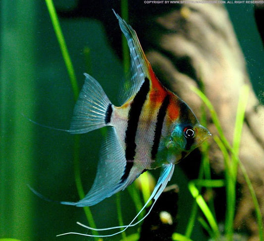 Manacapuru Angelfish 4-5cm