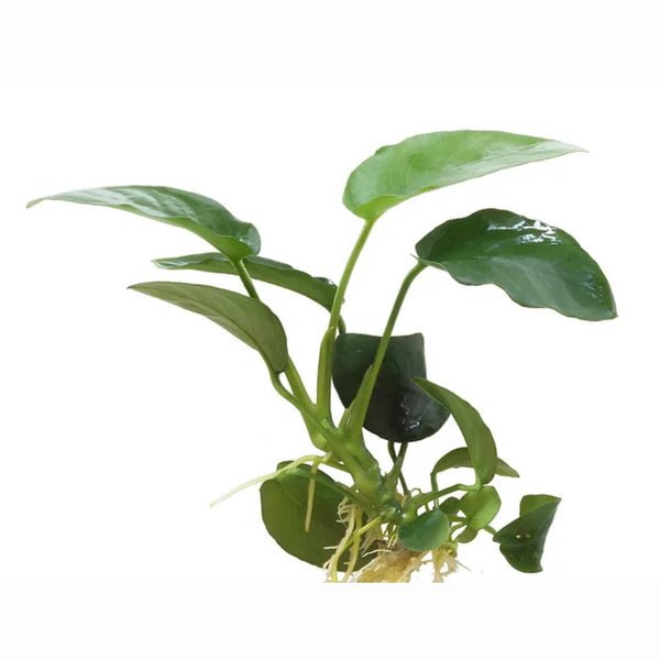 Anubias - Small Assorted