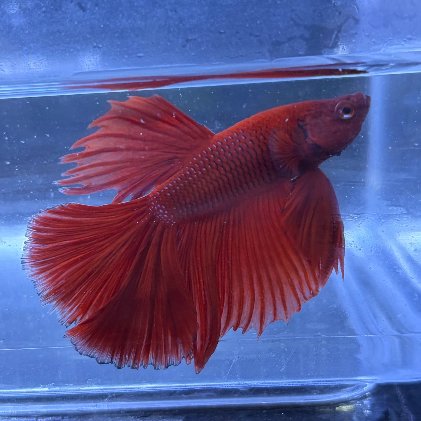 Super Delta Male Betta (Red) Example Only - Few Available