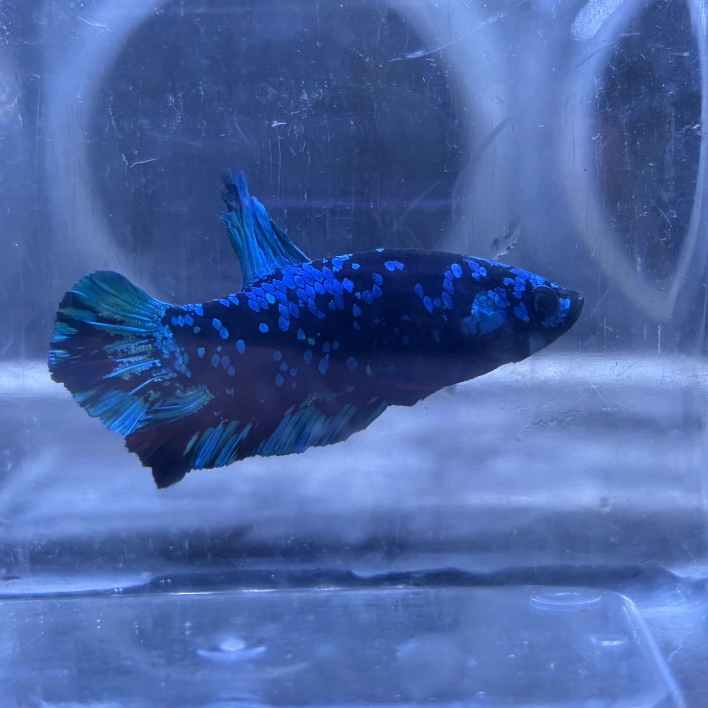 Blue Avatar Male Betta 3.5cm (C)