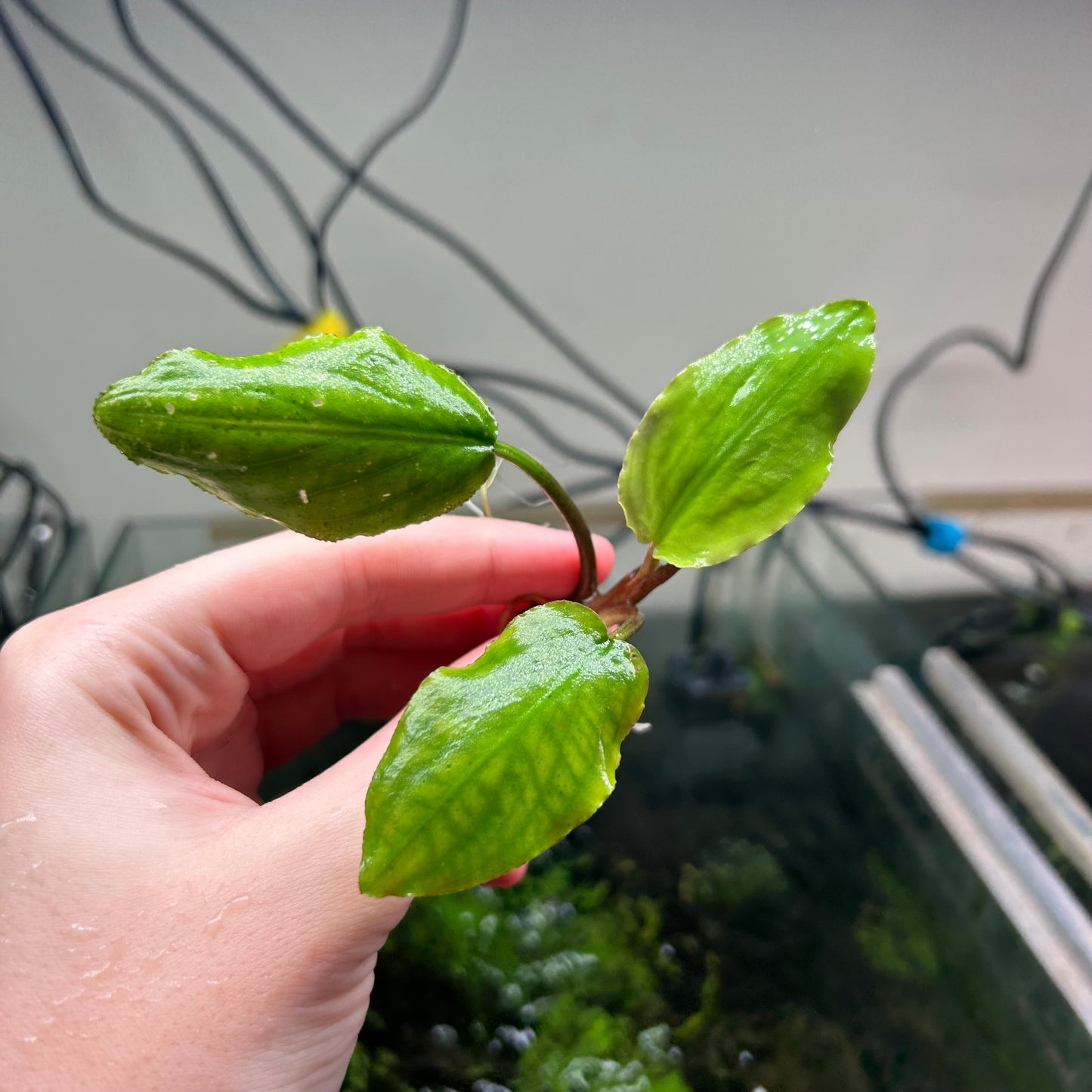 Lagenandra Meeboldii Green