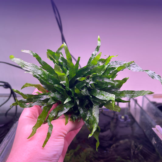 Java Fern Petite Clump on round Napad - Emersed Grown