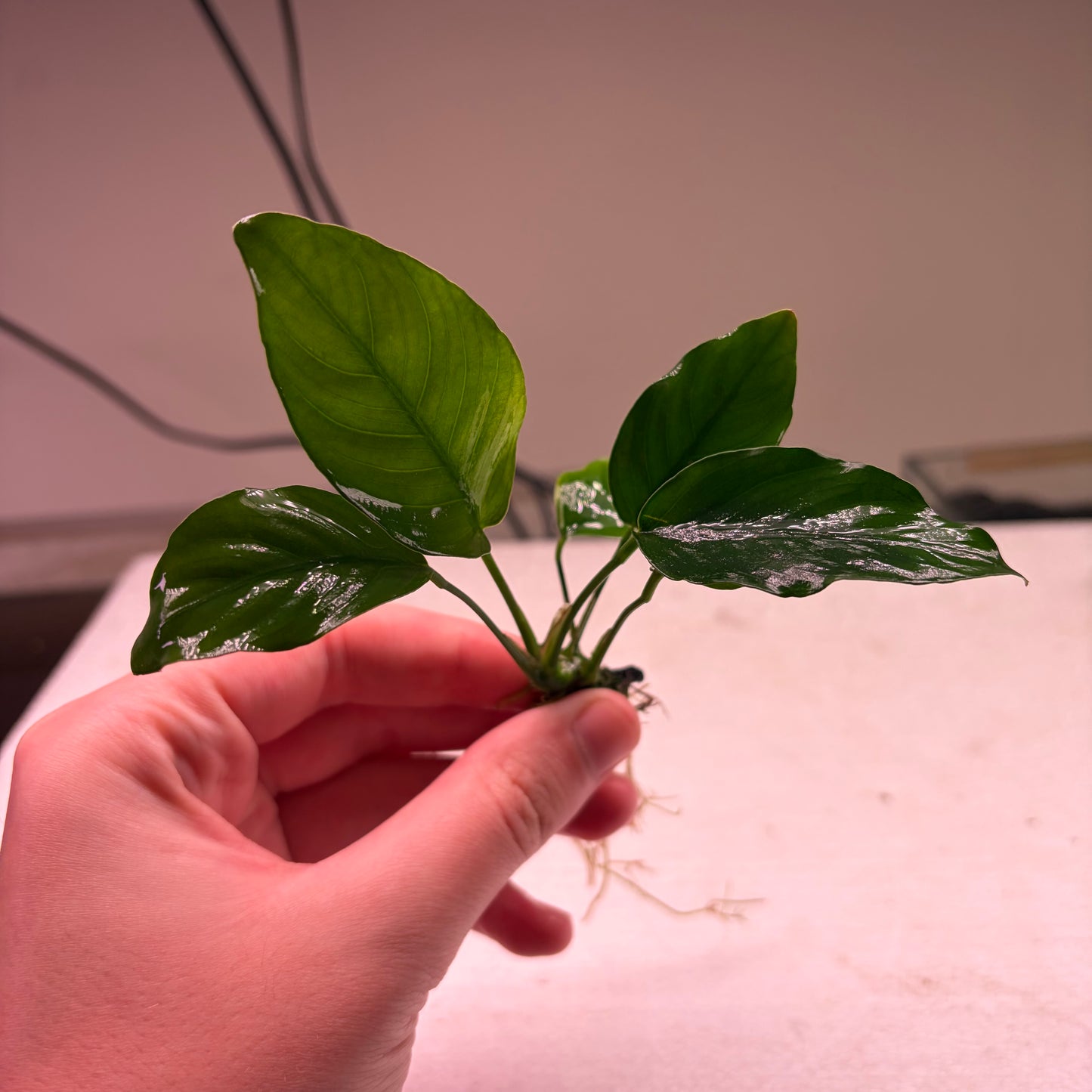 Anubias Pack 1A - 7x Plants