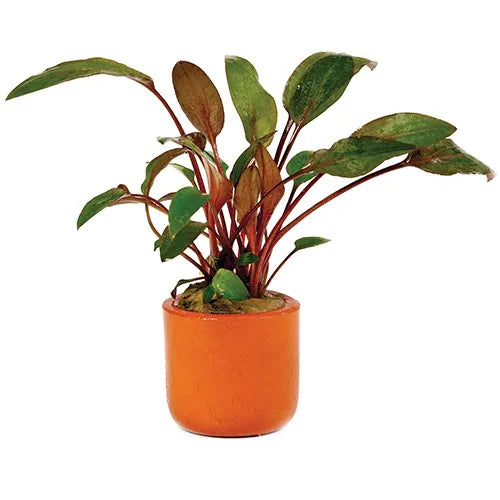 Crypt Wendtii Brown - 3cm pots