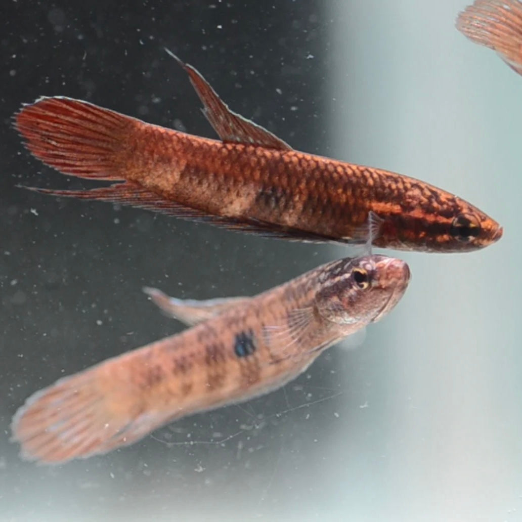 Betta Coccina Unsexed Wild 3cm