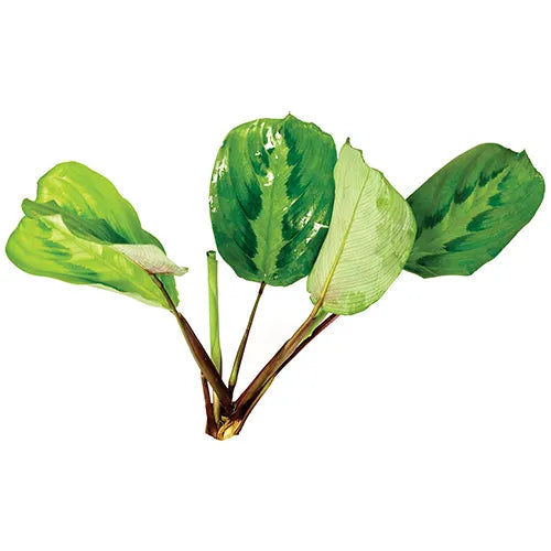 Peacock Sword (Terrarium Plant Only)