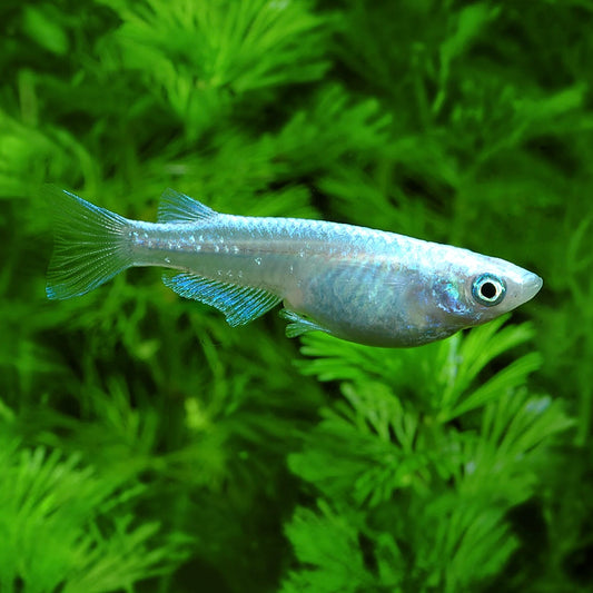 Platinum Medaka 2.5cm