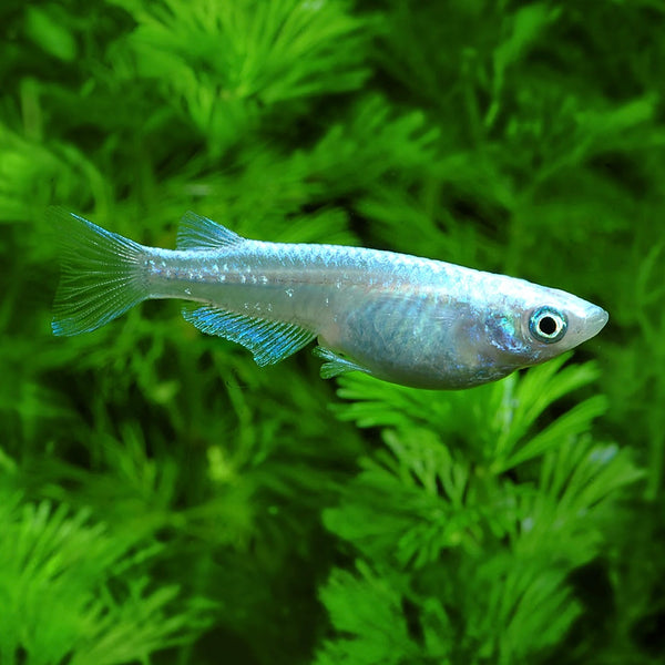 Platinum Medaka 2.5cm