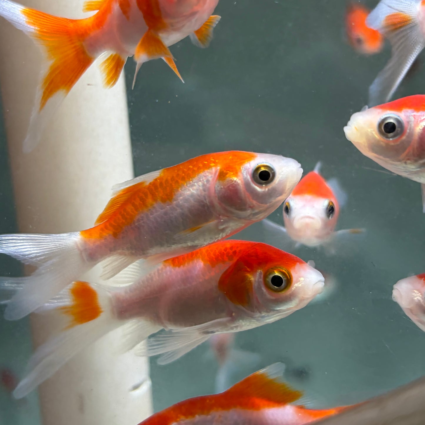 Red and White Comet Goldfish 5cm