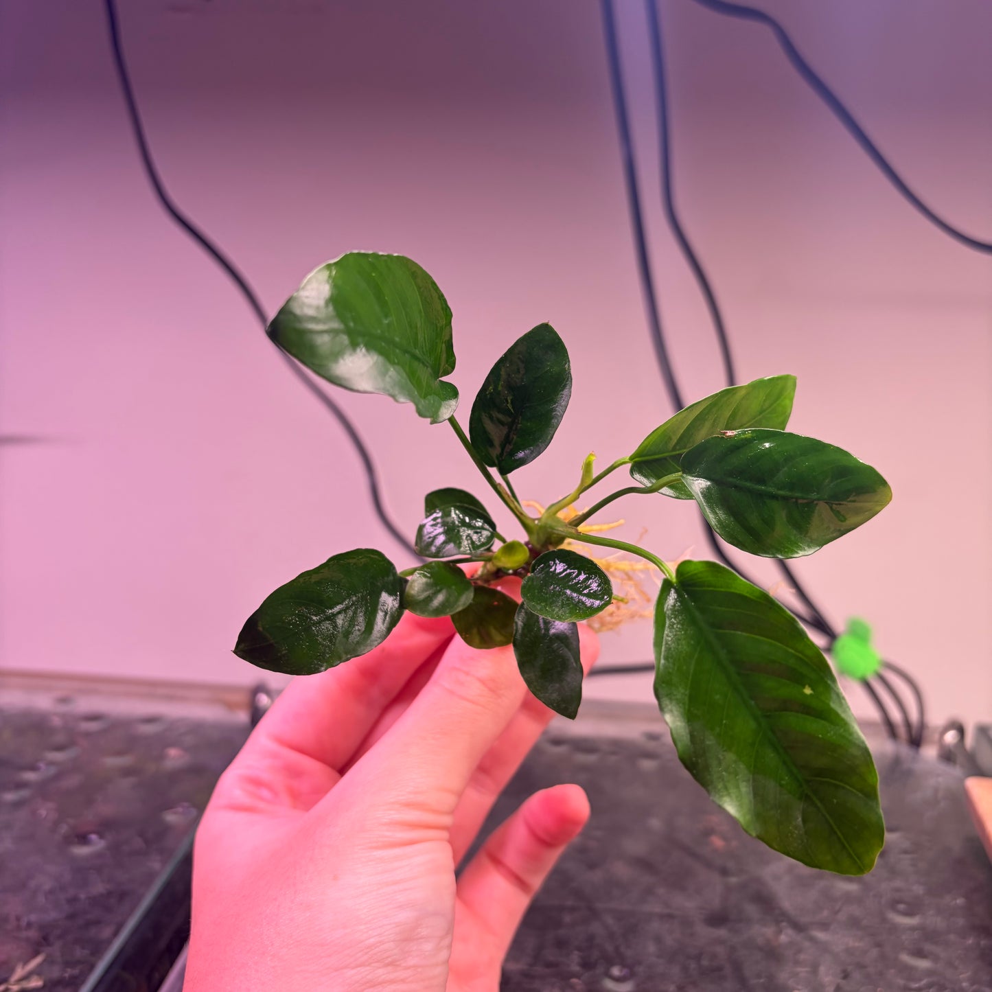 10x Small Anubias Pack Of 10