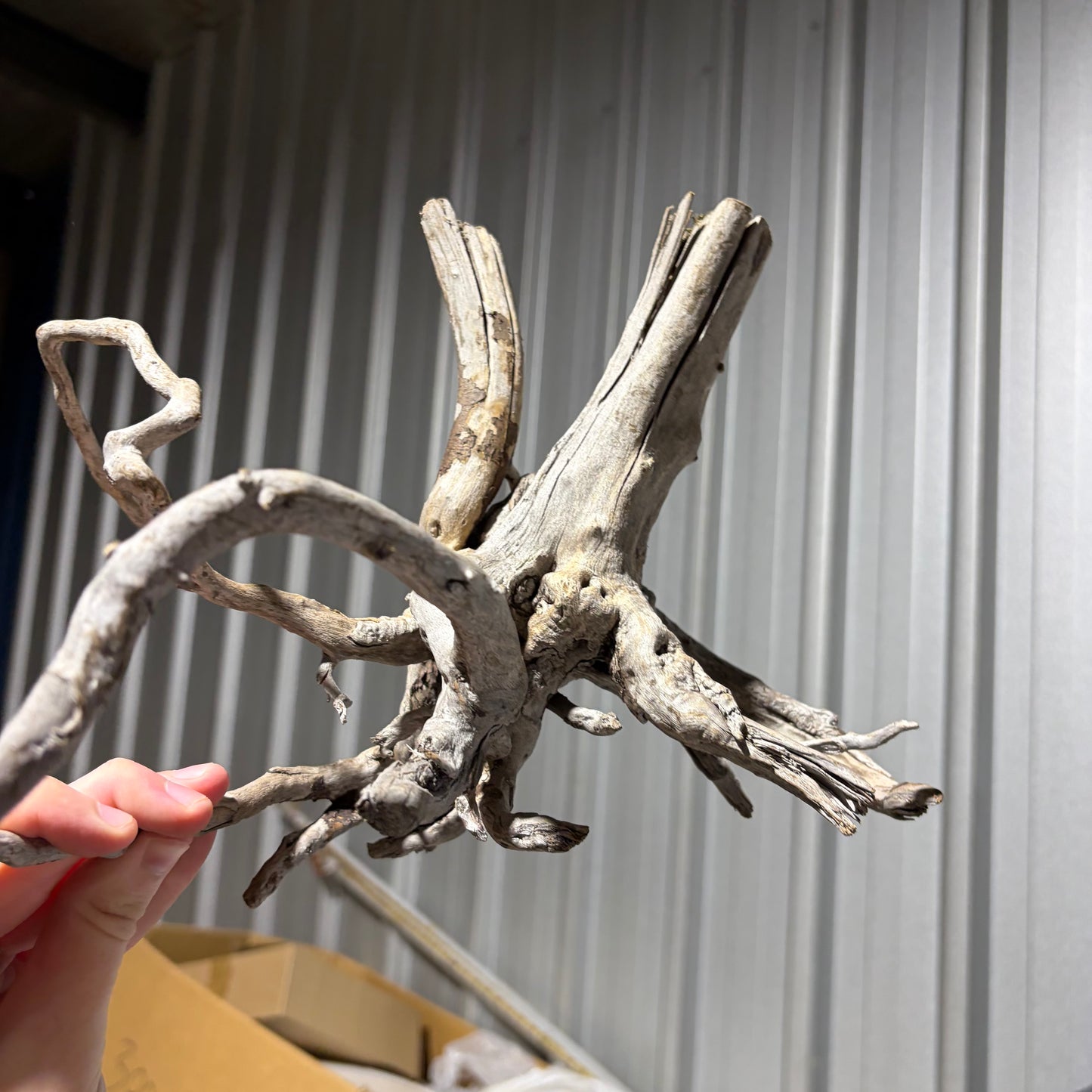 Bulk Buy Vine Driftwood Special! FREE SHIPPING
