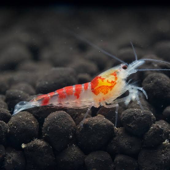 Red / Black Calceo Shrimp 1-2cm
