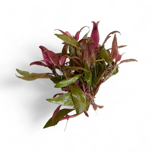 Alternanthera reineckii "mini"