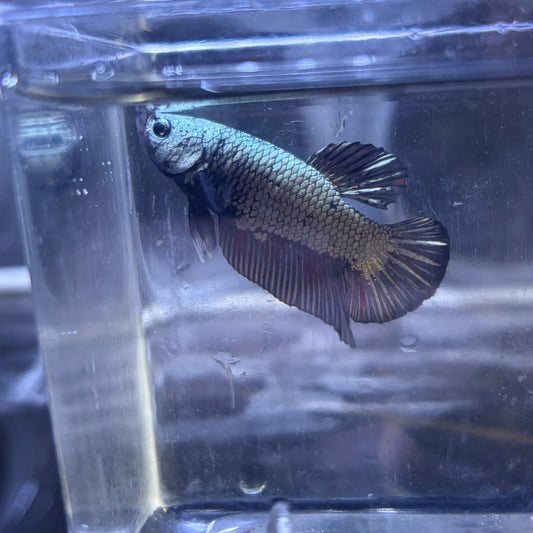 Black Samurai Male Betta 3.5cm (C)