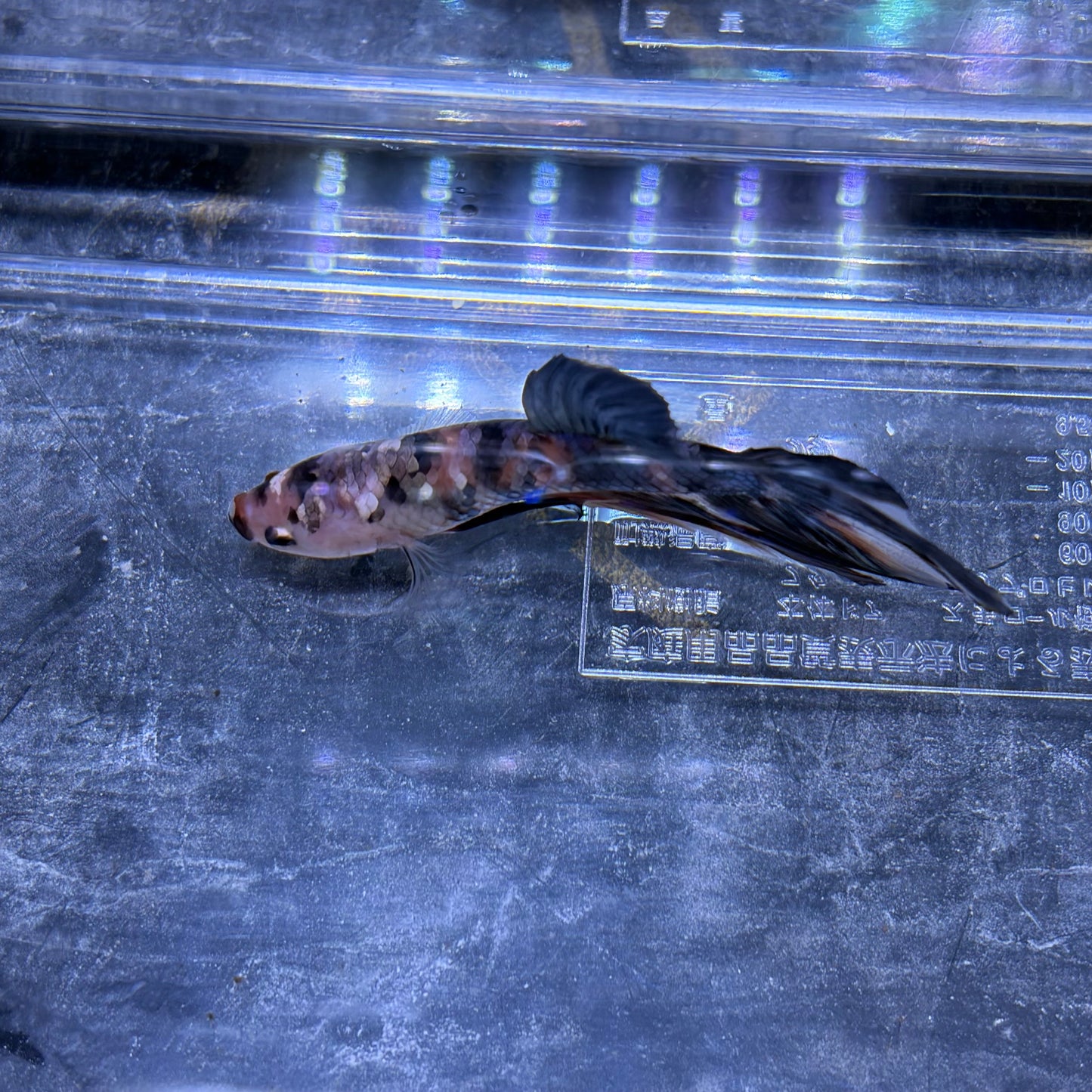 Giant Halfmoon Multicolour/Koi Male Betta 5-6cm (A)