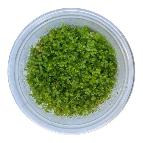 Hemianthus callitrichoids “HC Cuba” - Tissue Culture