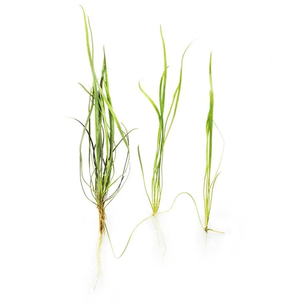 Echinodorus Tenellus - 3 Chains