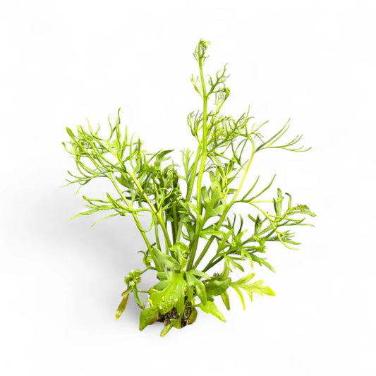 Ceratopteris cornuta "Water Sprite Course"