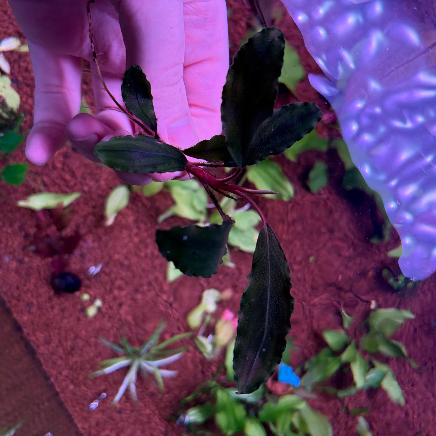 Assorted Bucephalandra ★