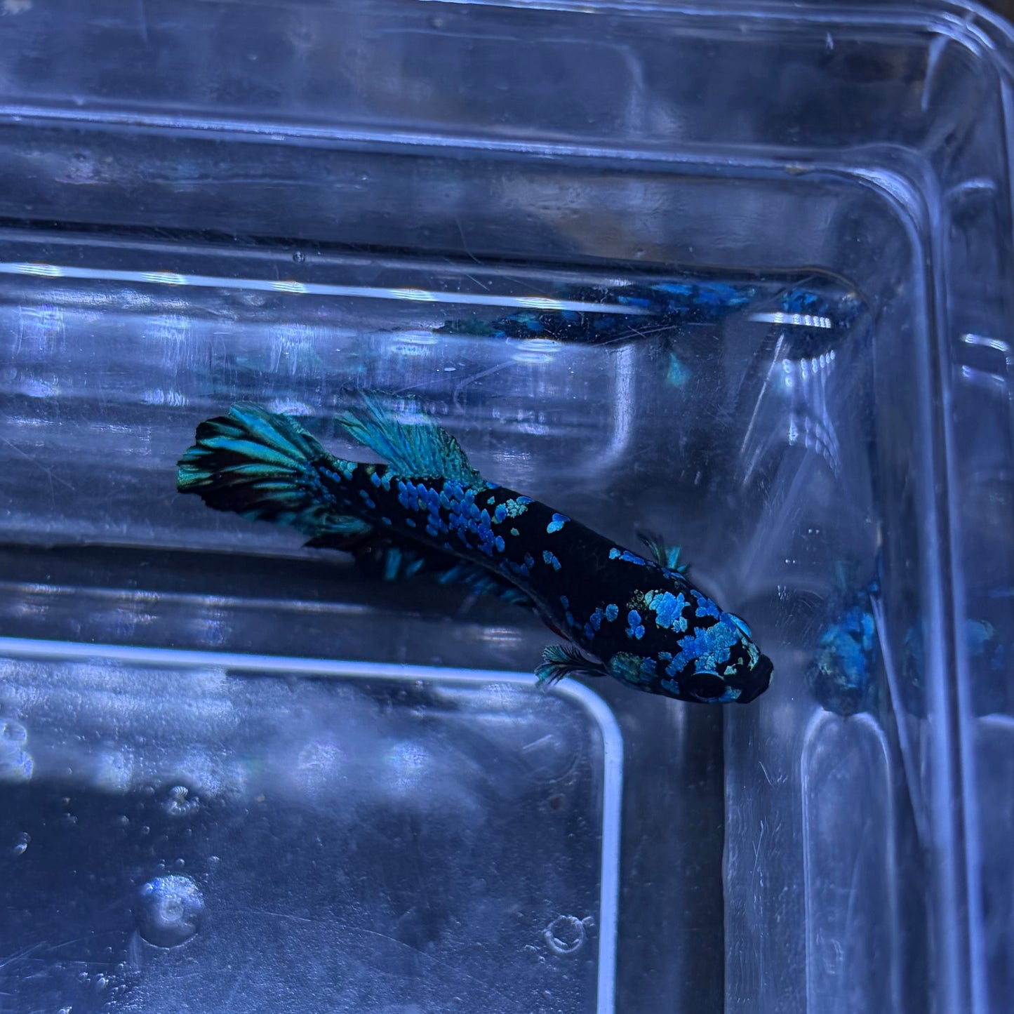 Blue Avatar Male Betta 3.5cm (C)