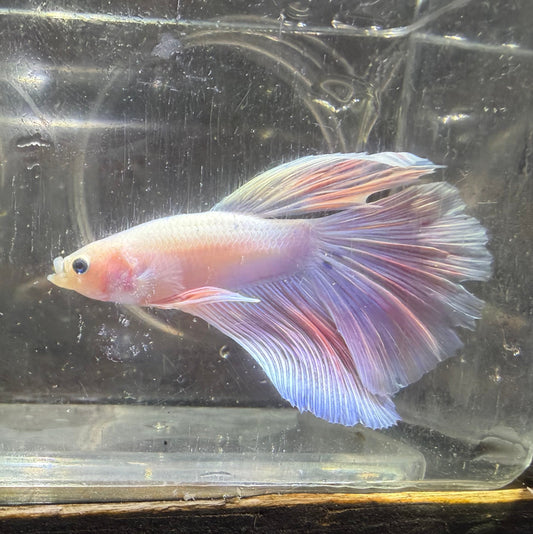 King Rosetail Betta 3.5cm Male (Example Only)