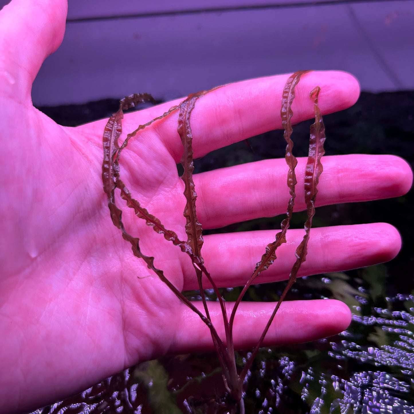 Crypt Balansae Red - Rare ★