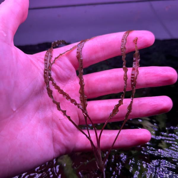 Crypt Balansae Red - Rare ★