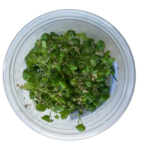 Hydrocotyle tripartita