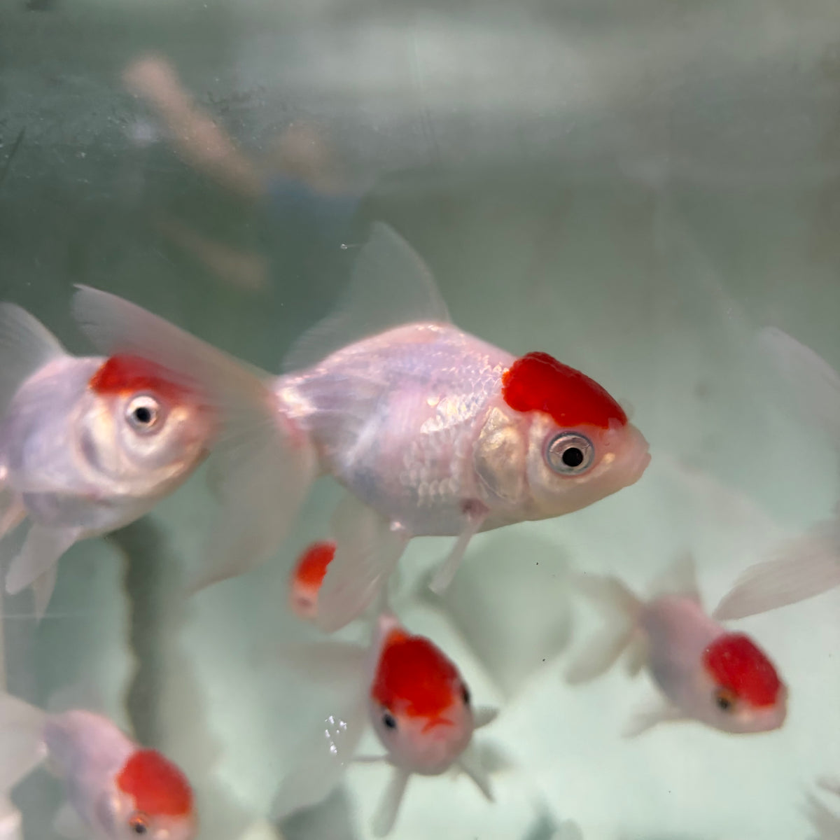 Red Cap Oranda Goldfish 7cm