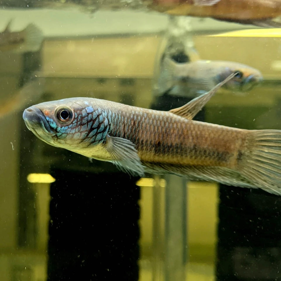 Betta Antuta Wild Pair 7-10cm