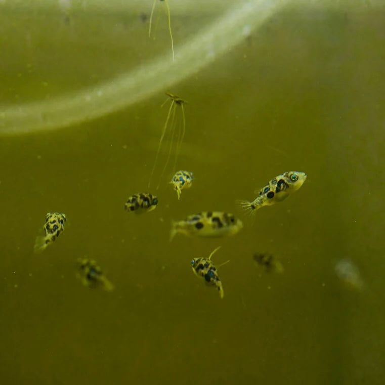 Pea Puffer 1cm