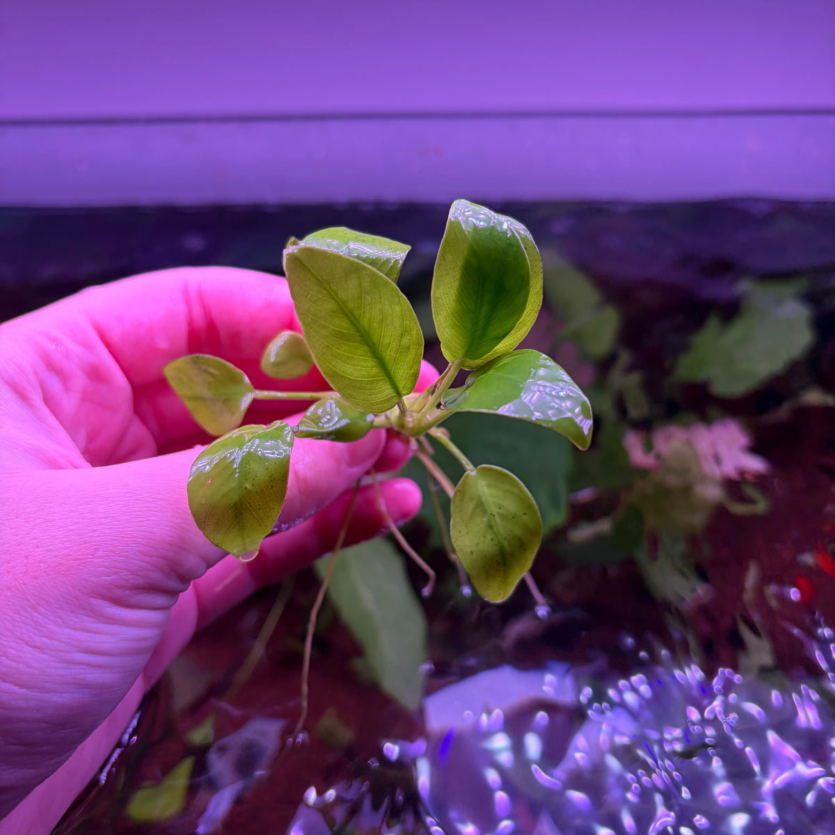 Anubias Nana Gold