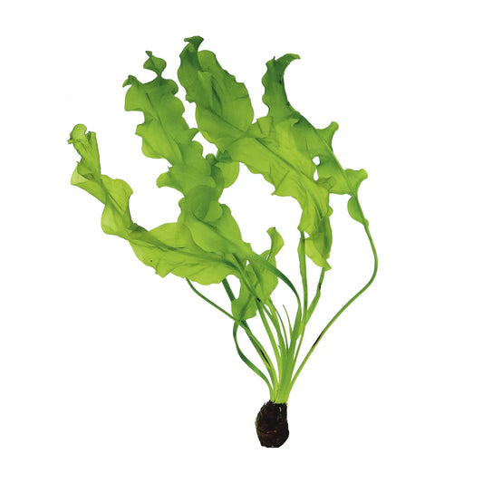 Aponogeton Ulvaceus - RARE Bulb