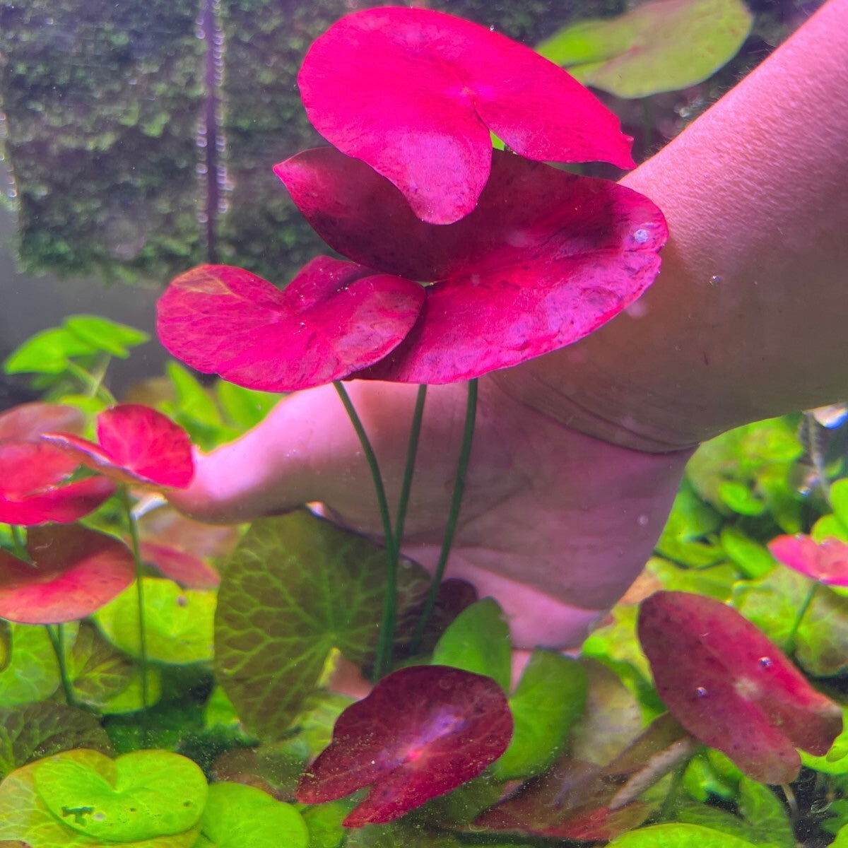 Nymphaea 'Peru-Puerto Maldonado' - RARE PREORDER ★