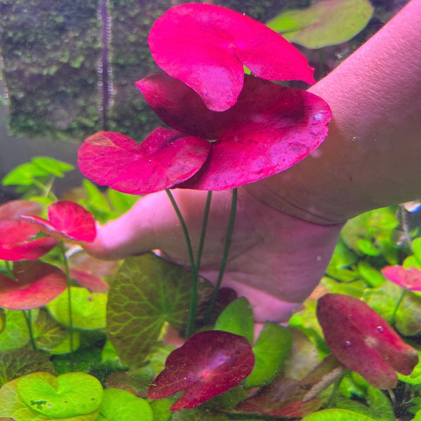 Nymphaea 'Peru-Puerto Maldonado' - RARE PREORDER ★