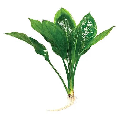 Echinodorus Compact Bleheri