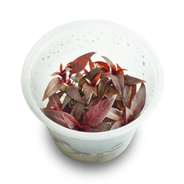 Ludwigia Glandulosa - Tissue Culture