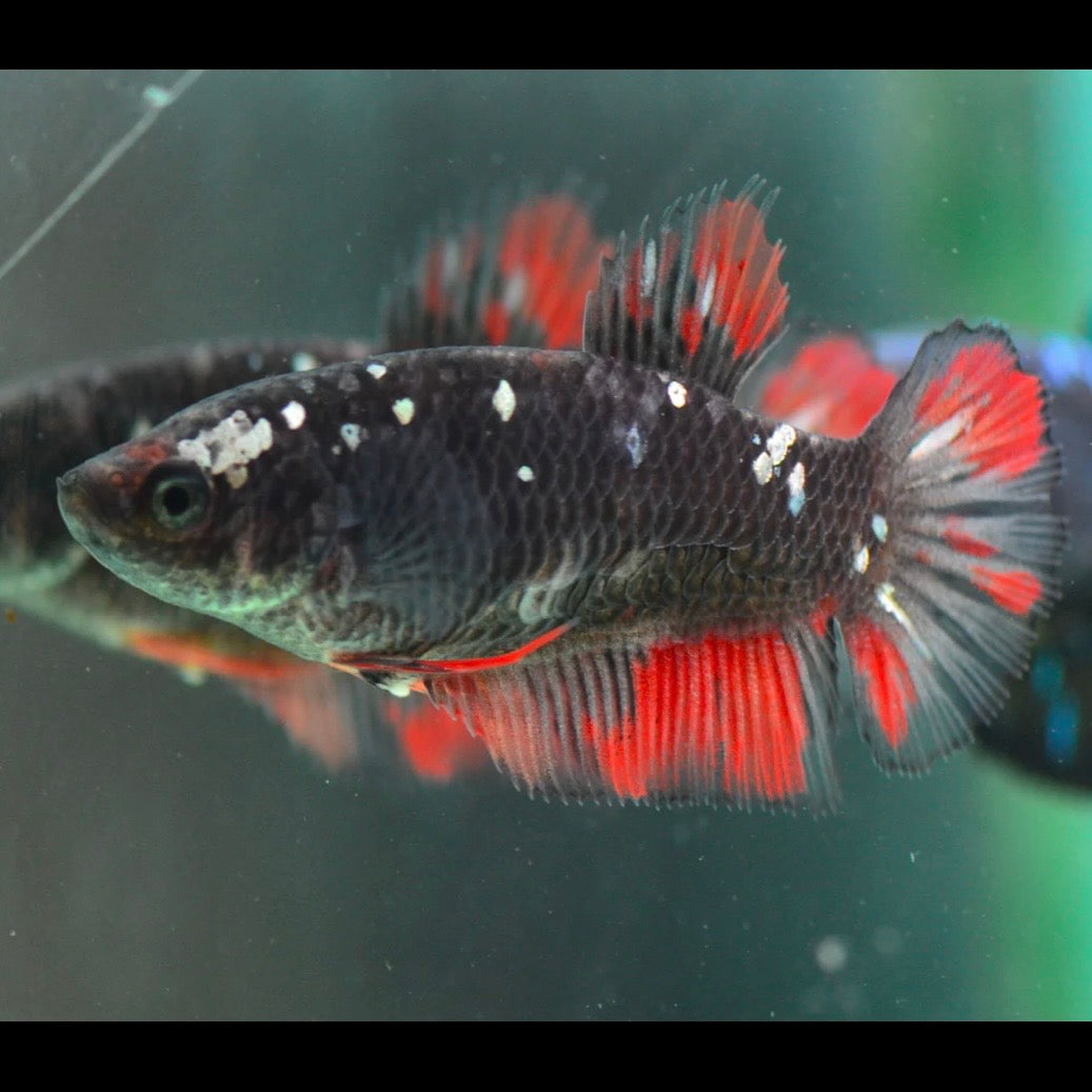 Copper Gold Avatar Halfmoon Plakat Female Betta 4cm