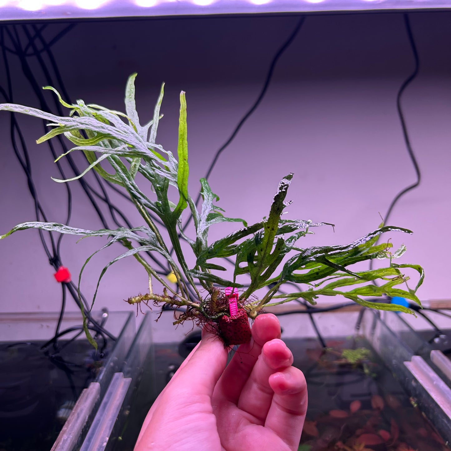 Trident Java Fern ★