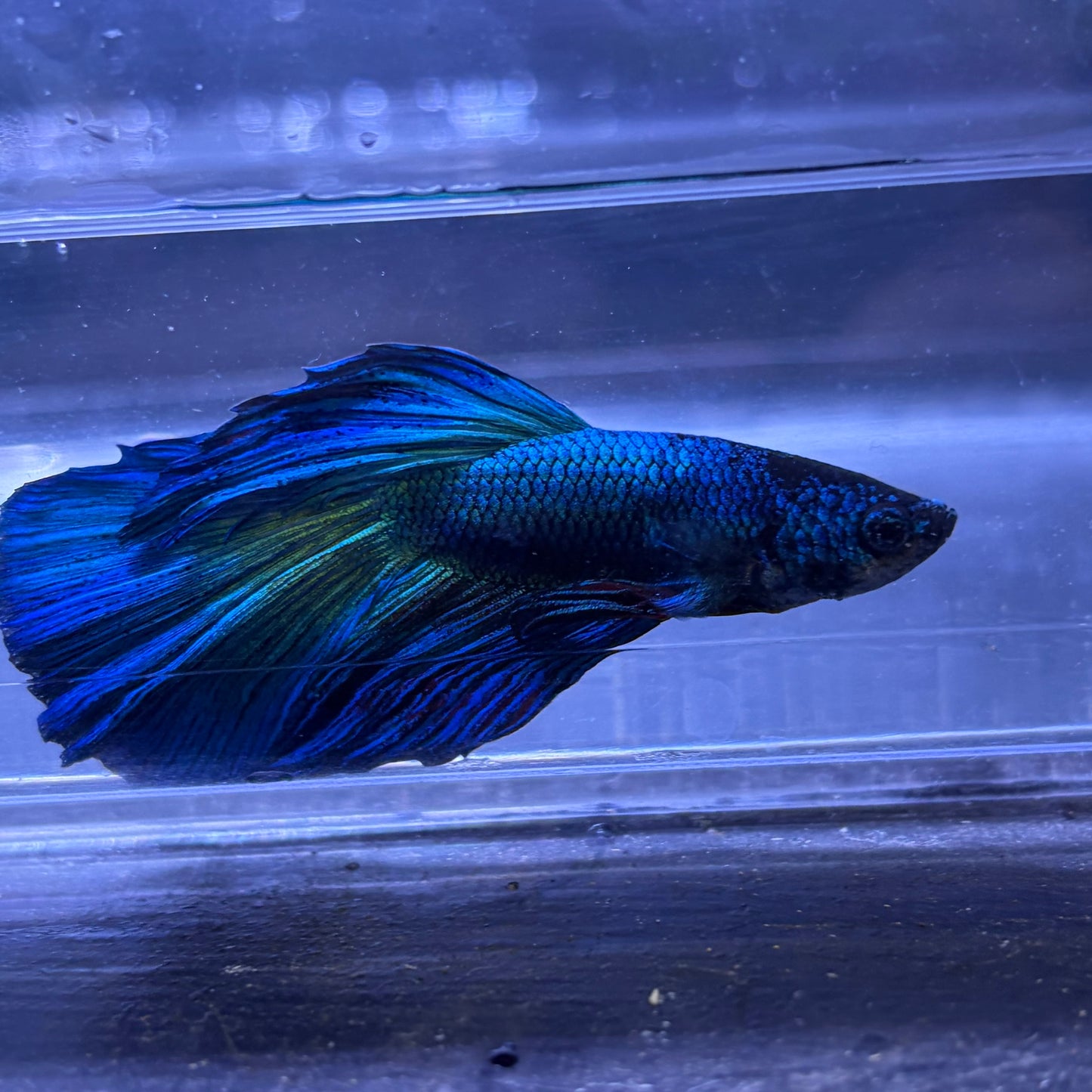 Super Delta Male Betta (Blue) Example Only - Few Available