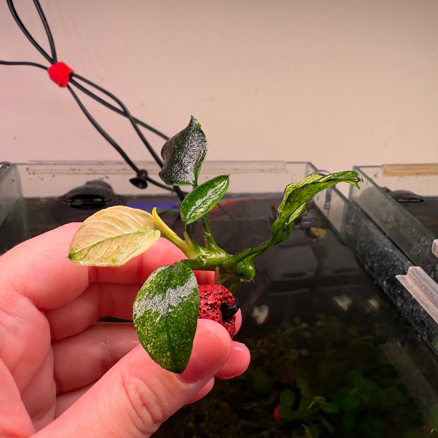 Anubias Pinto ★