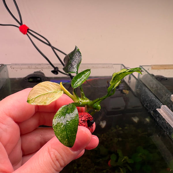 Anubias Pinto ★