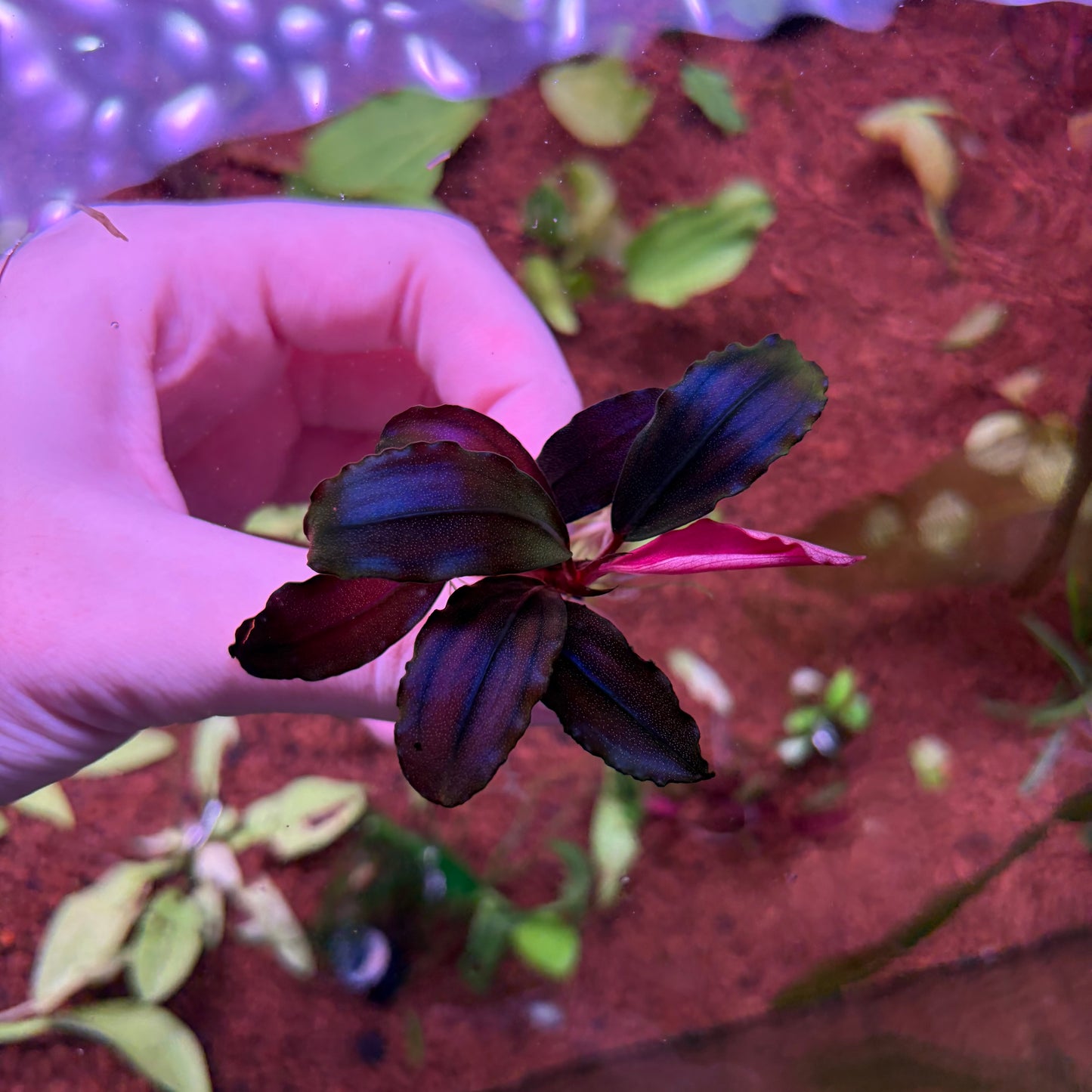 Bucephalandra Devil King