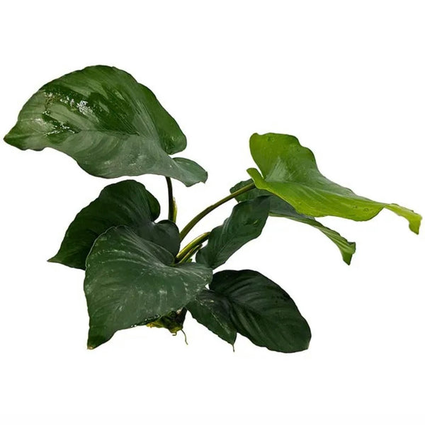 Anubias Barteri (New Type)