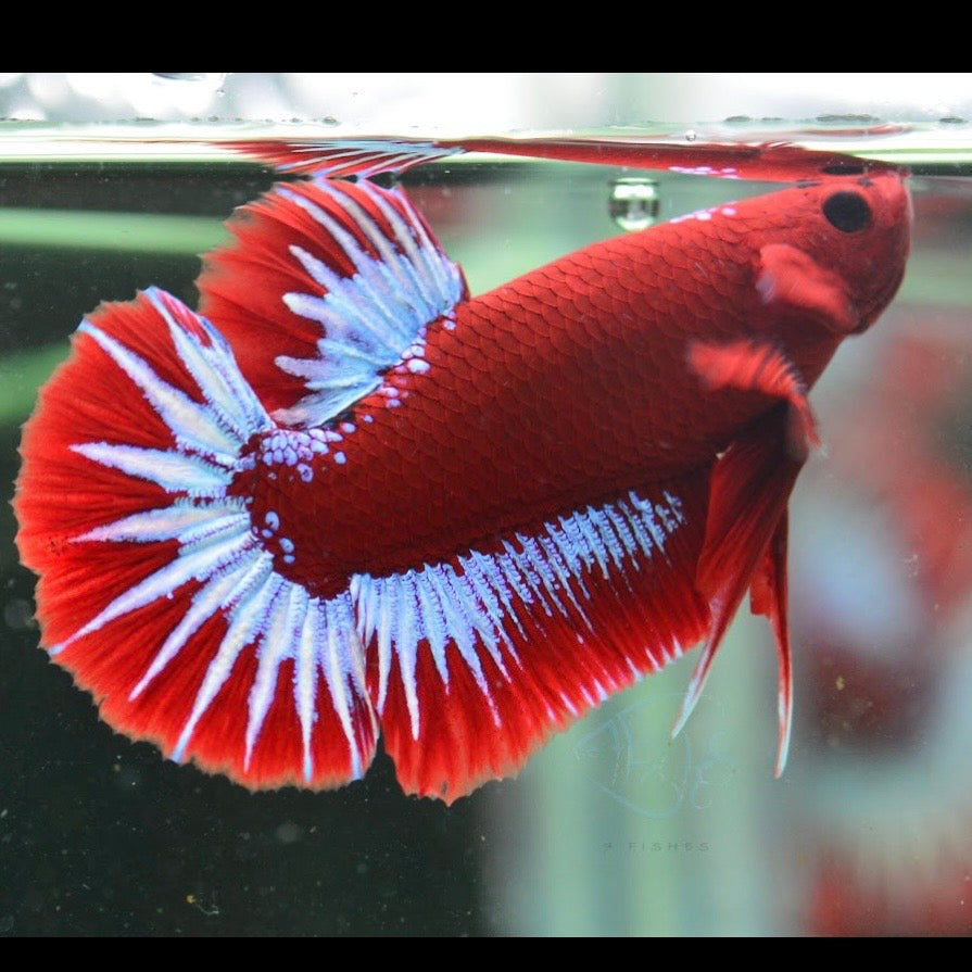 Red Hellboy HMPK Male 4cm