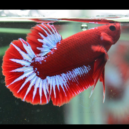 Red Hellboy HMPK Male 4cm