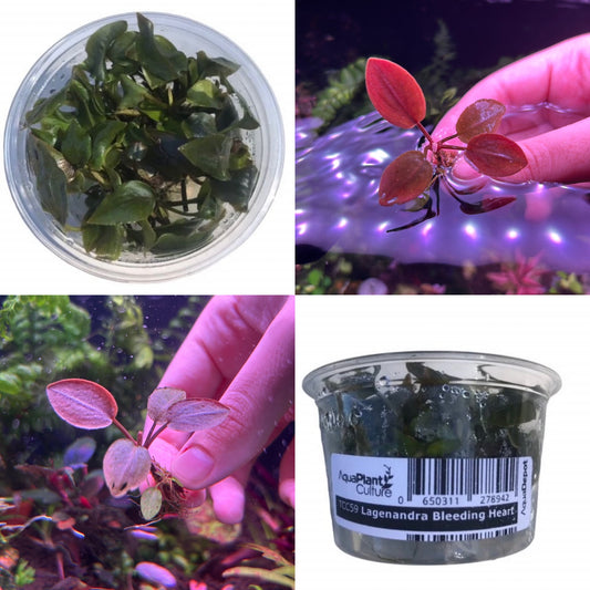 Laganendra meeboldii ‘bleeding heart' Tissue Culture