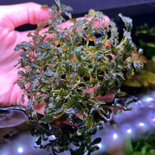 Bucephalandra (NO ID) Aquarium Aquatic Fish Tank Plant